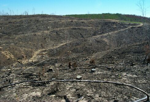 Example of bad clearcutting and burning practices