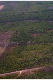 pine plantation