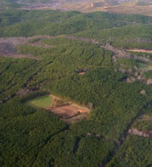 pine plantations