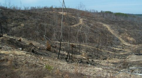 Skidder trails