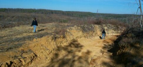 Skidder trail