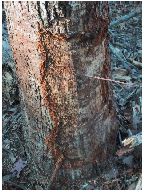 trunk damage