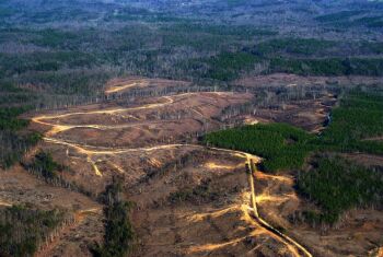 Clearcut on private land within the Bankhead National Forest